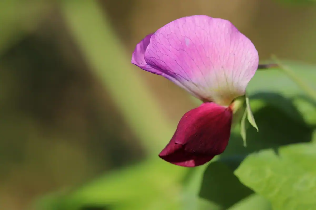 Floare de mazăre cu petale roz și mov, fotografiată de aproape