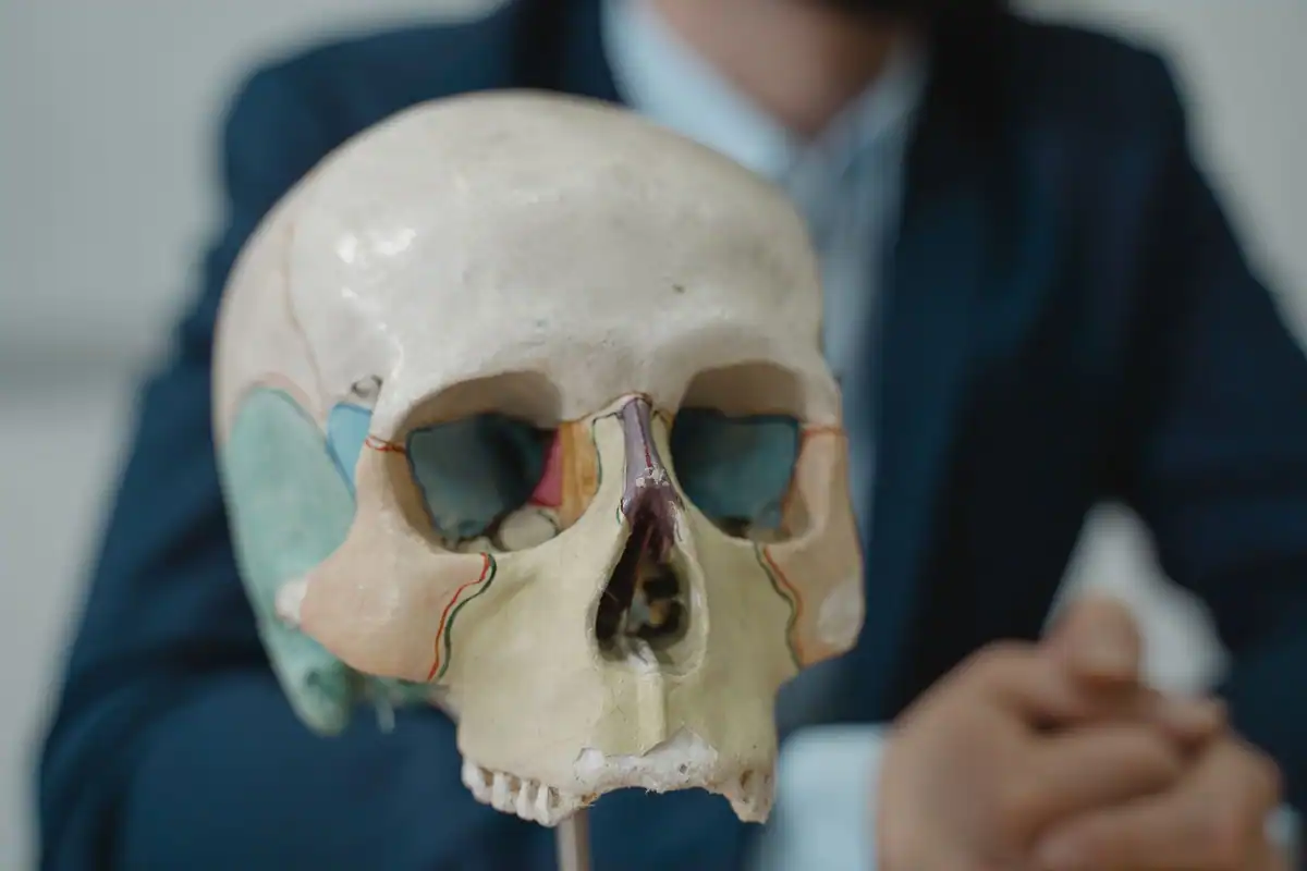 Model de craniu uman ținut în mână de un bărbat în costum